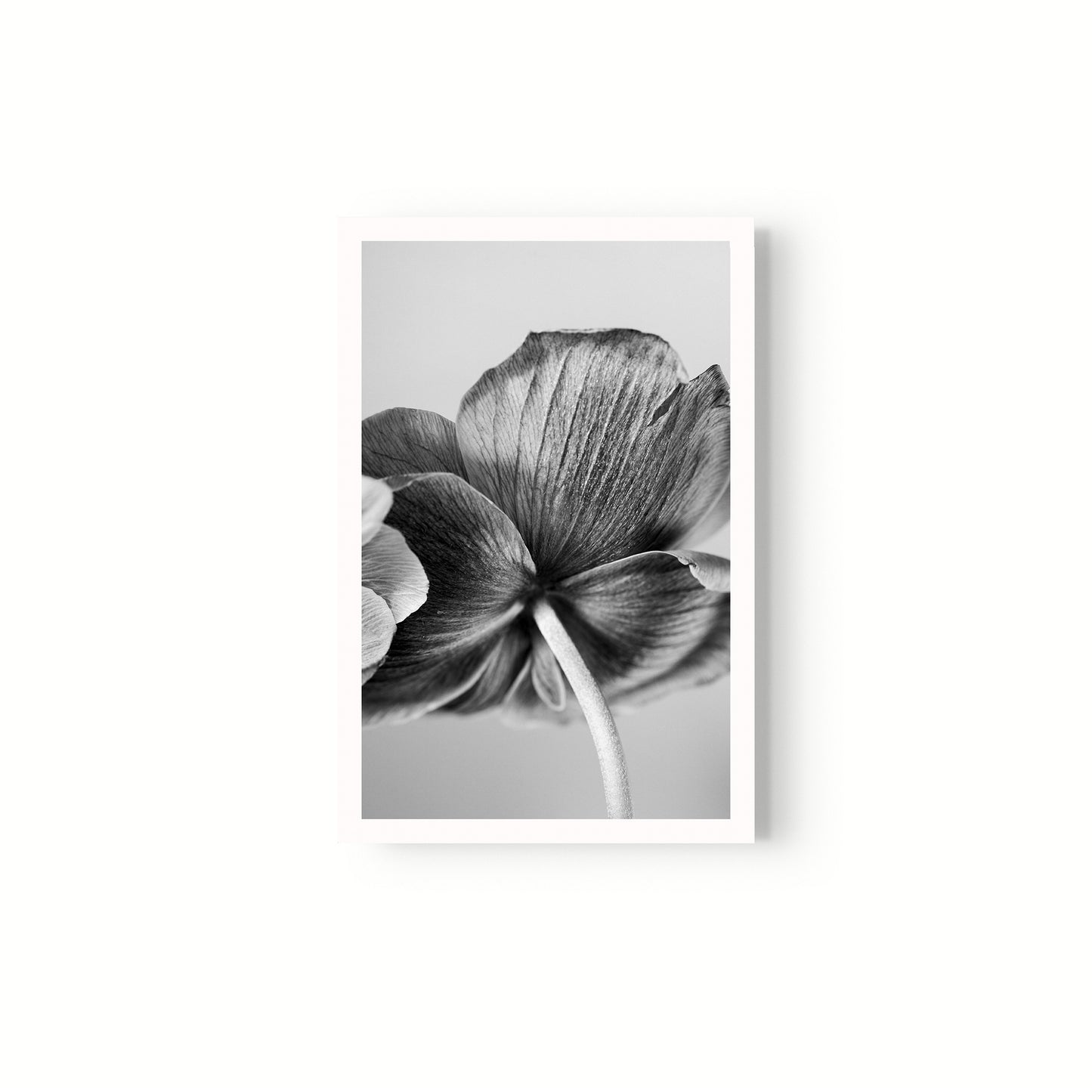 Botanica
