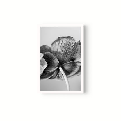 Botanica
