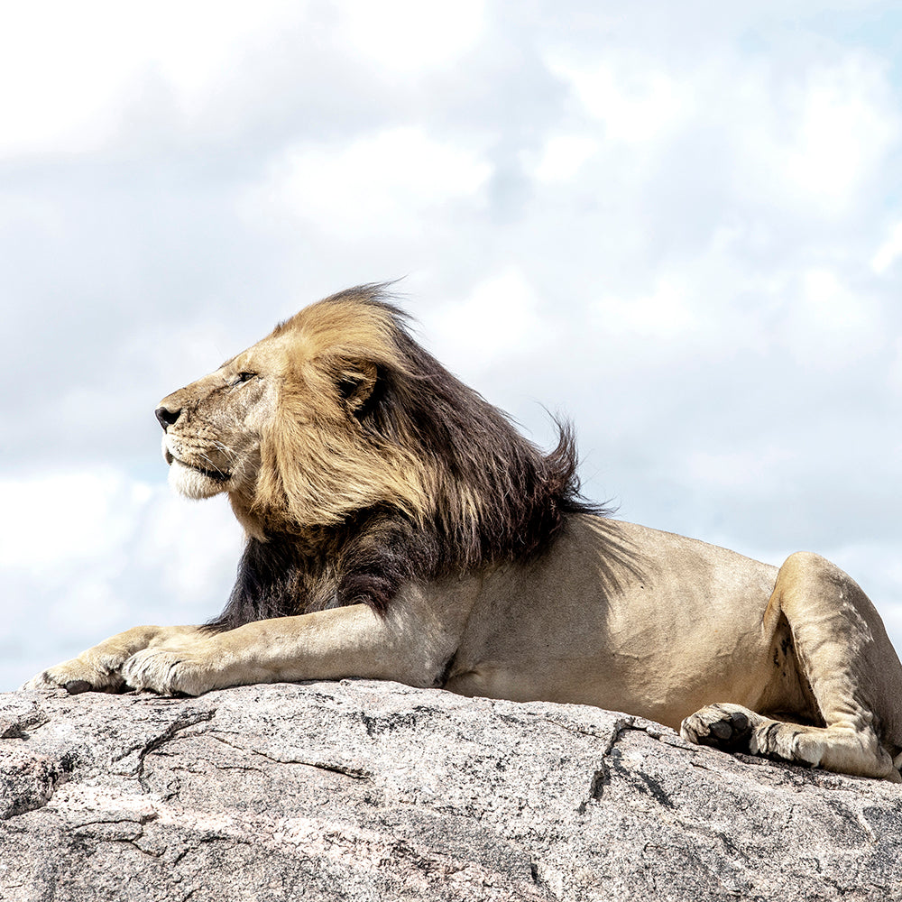 El Rey
