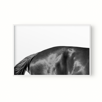 Estudio Caballo II