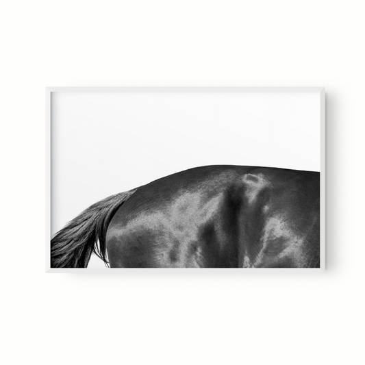 Estudio Caballo II