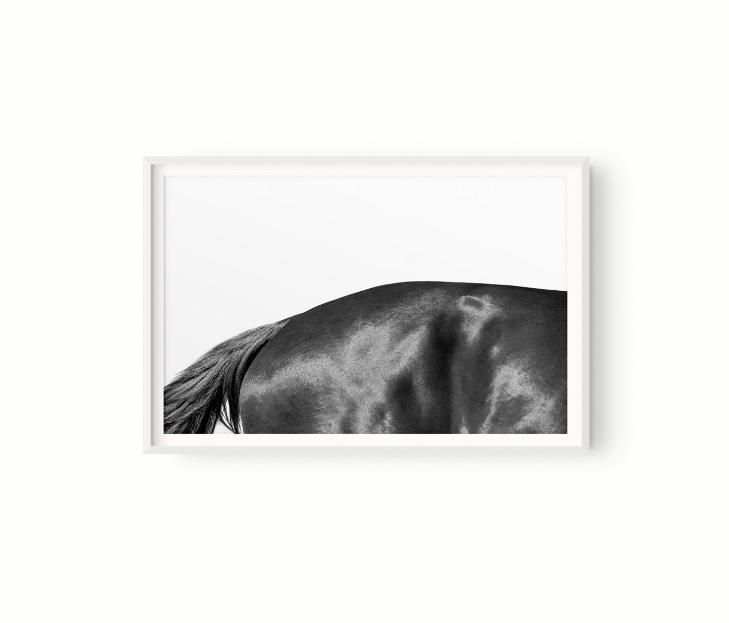 Estudio Caballo II