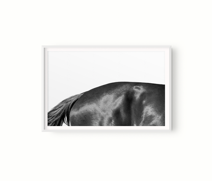 Estudio Caballo II