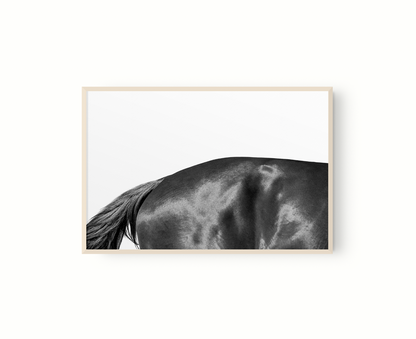 Estudio Caballo II