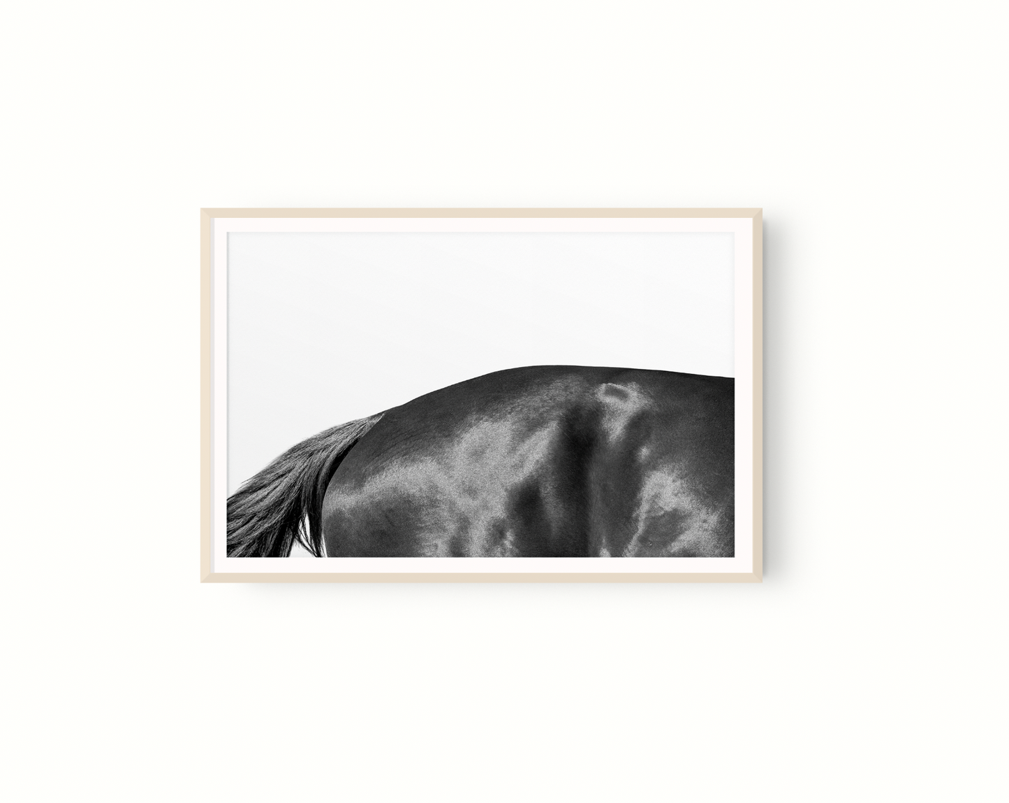 Estudio Caballo II