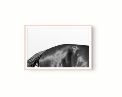Estudio Caballo II