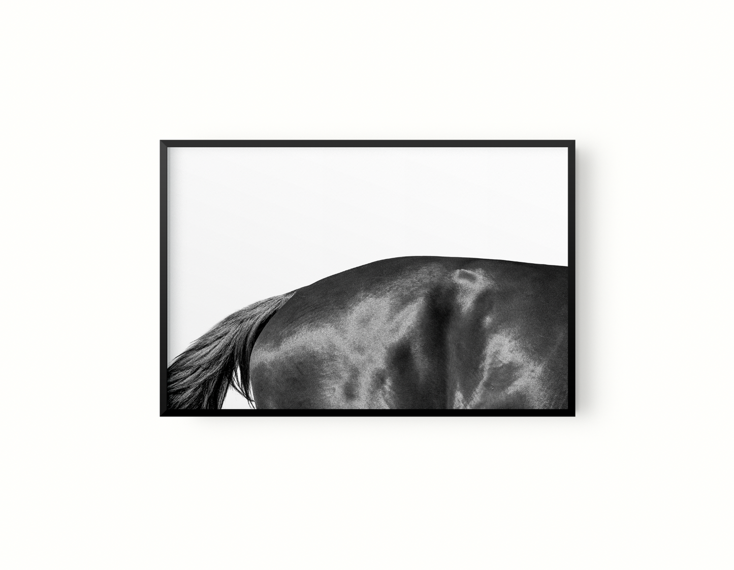 Estudio Caballo II