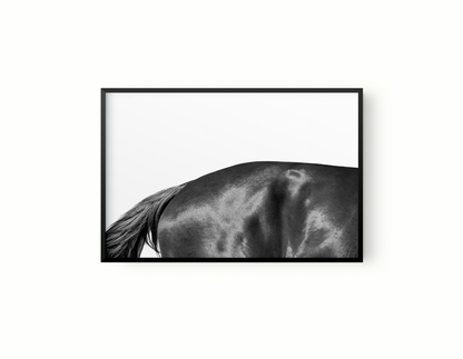 Estudio Caballo II