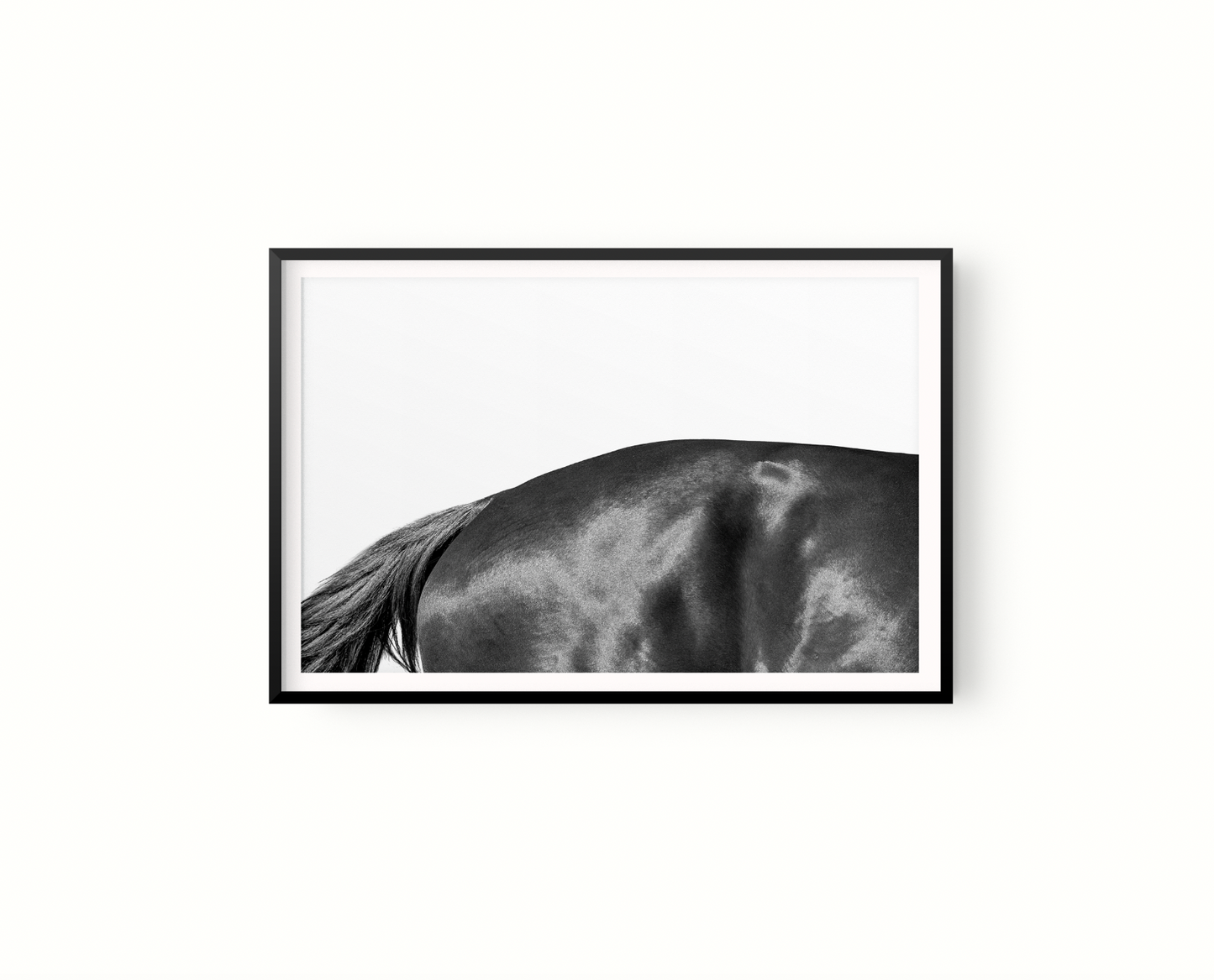 Estudio Caballo II