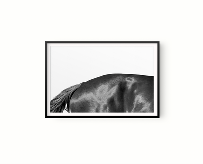 Estudio Caballo II