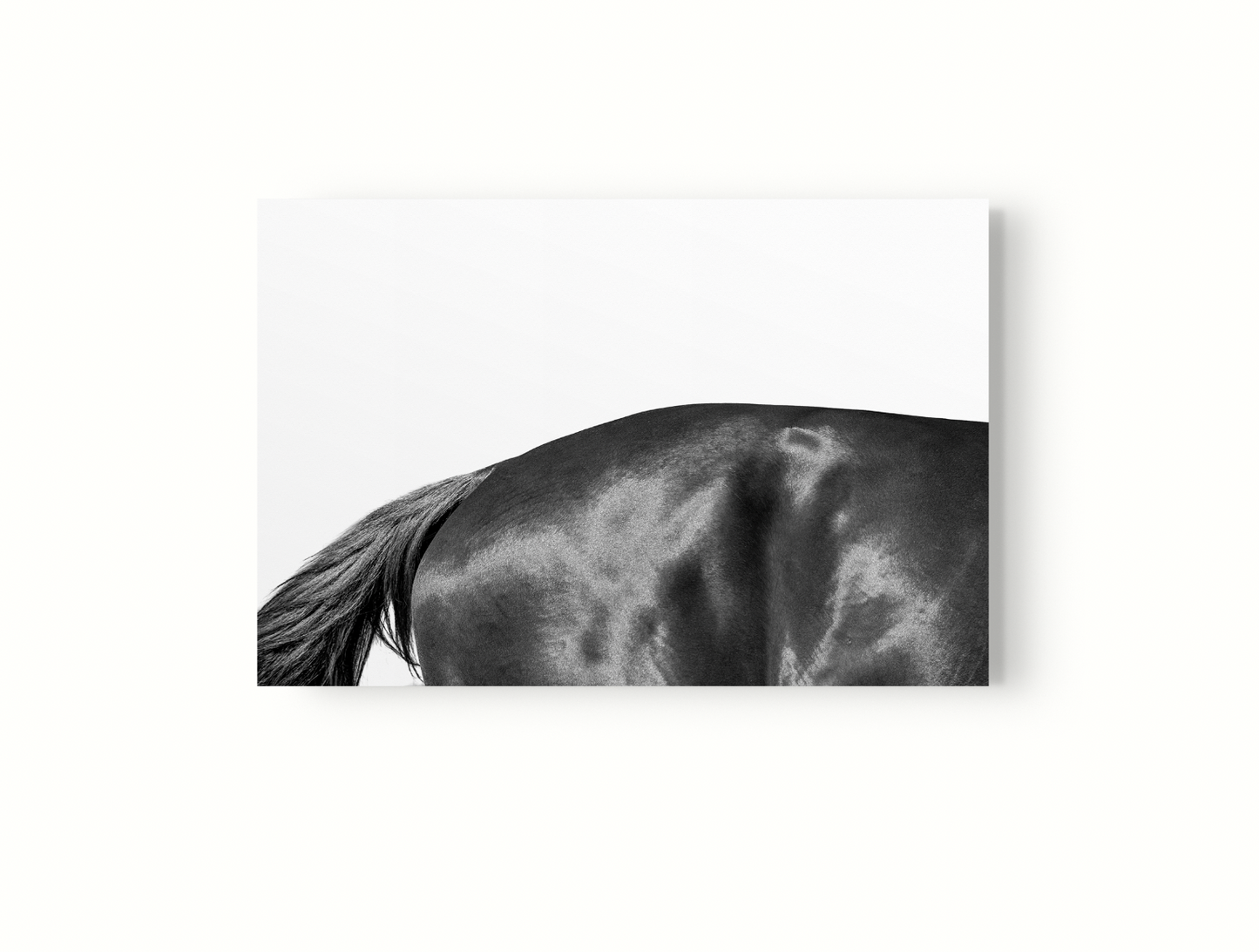 Estudio Caballo II