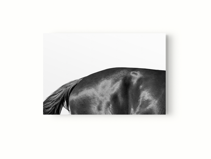 Estudio Caballo II