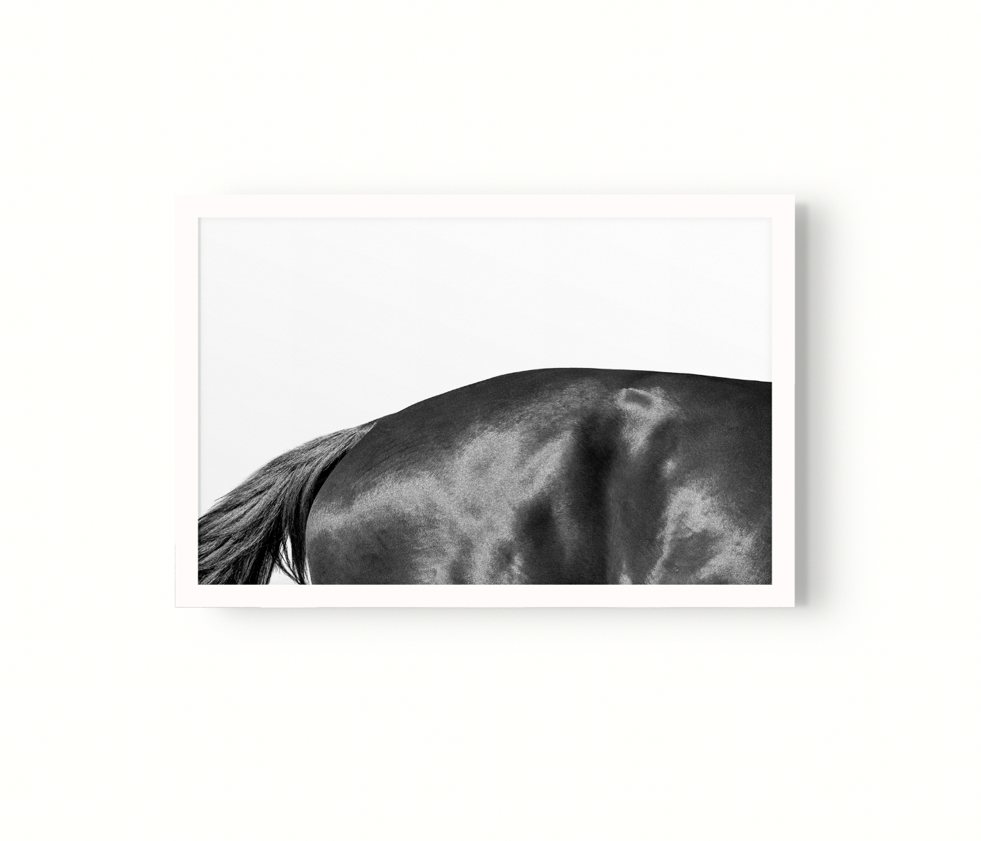 Estudio Caballo II