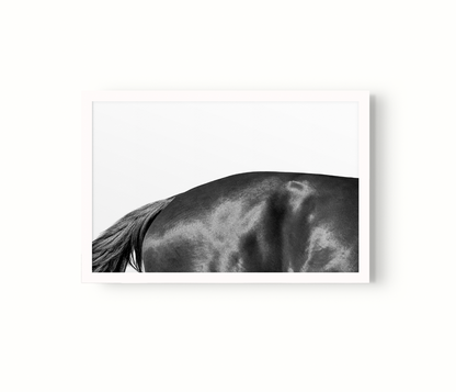 Estudio Caballo II
