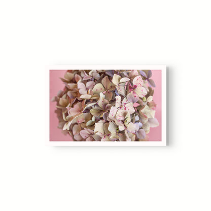 Estudio Hortensia