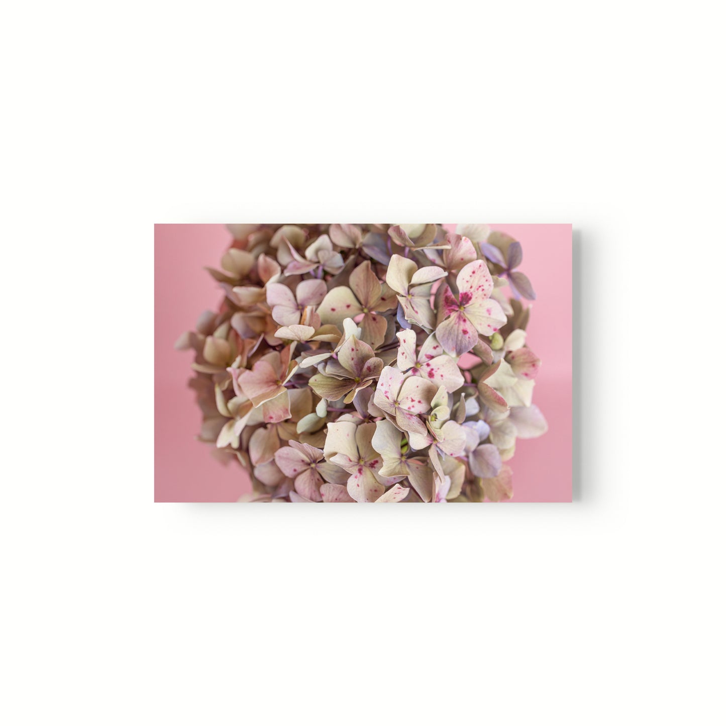 Estudio Hortensia