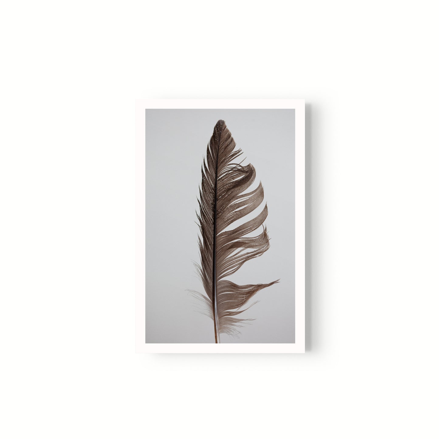 Estudio Pluma II