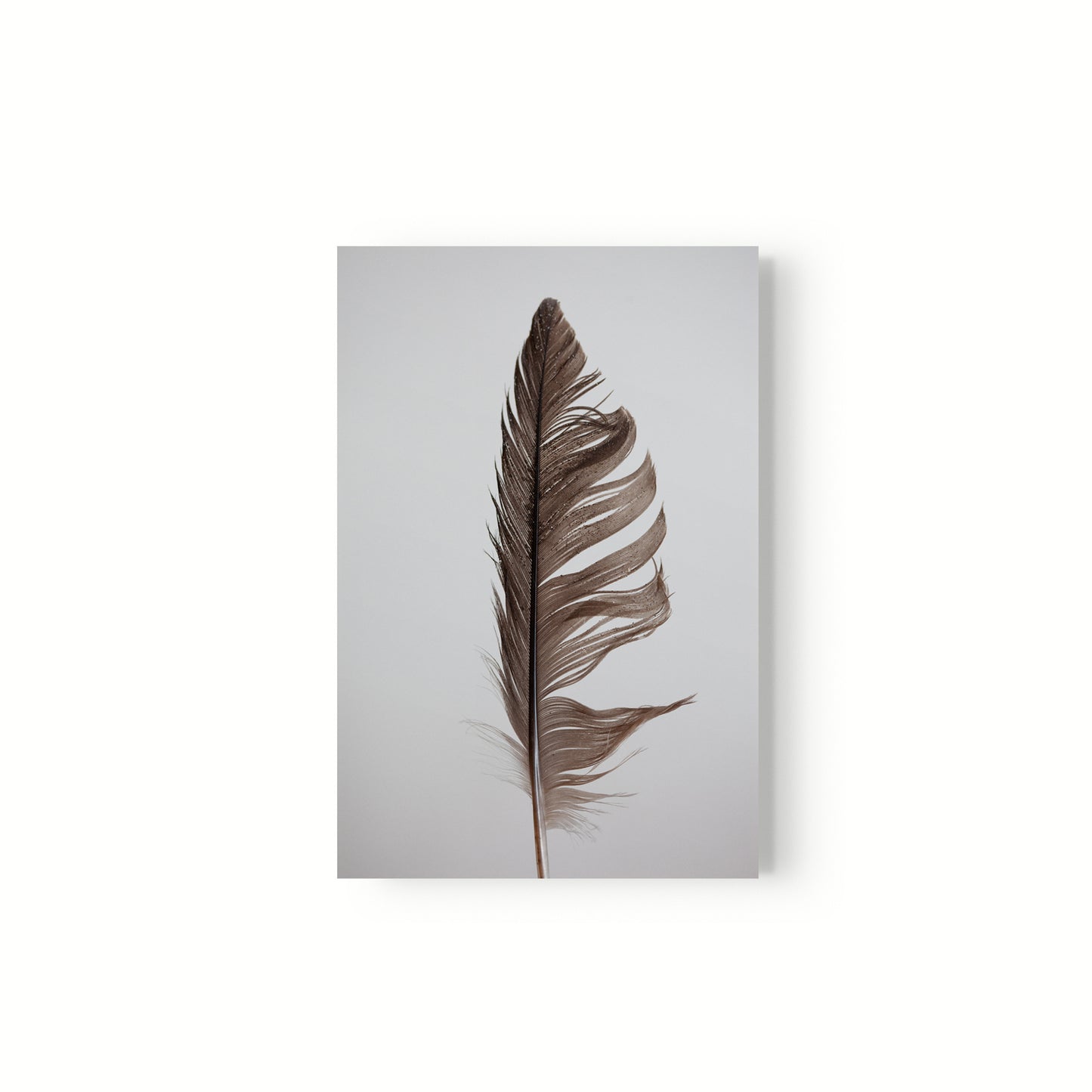 Estudio Pluma II