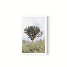 Cargar imagen en el visor de la galería, Euphorbia
