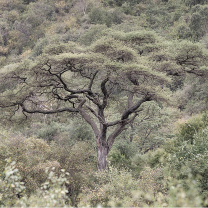 La Selva