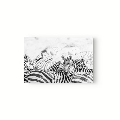 Manada Zebras