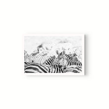 Cargar imagen en el visor de la galería, Manada Zebras
