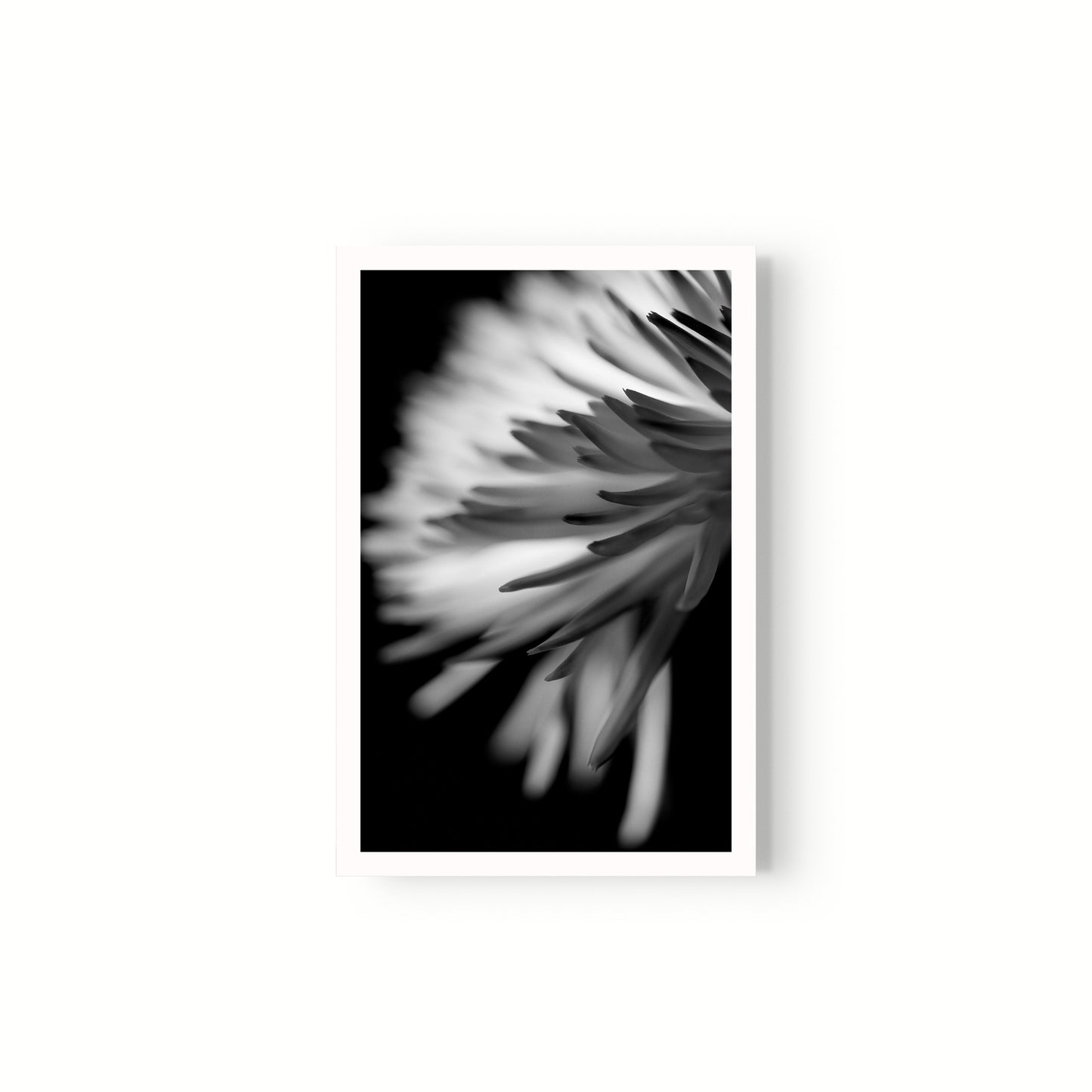 Negativo de flor