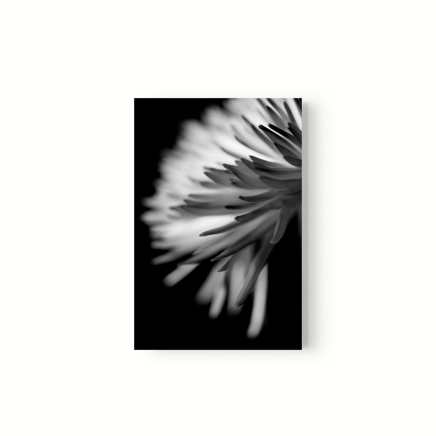 Negativo de flor