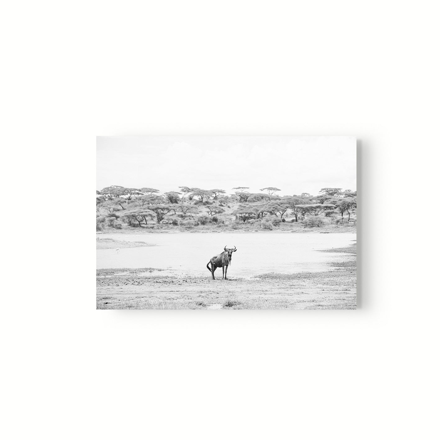 Ñu Solitario