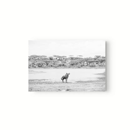 Ñu Solitario