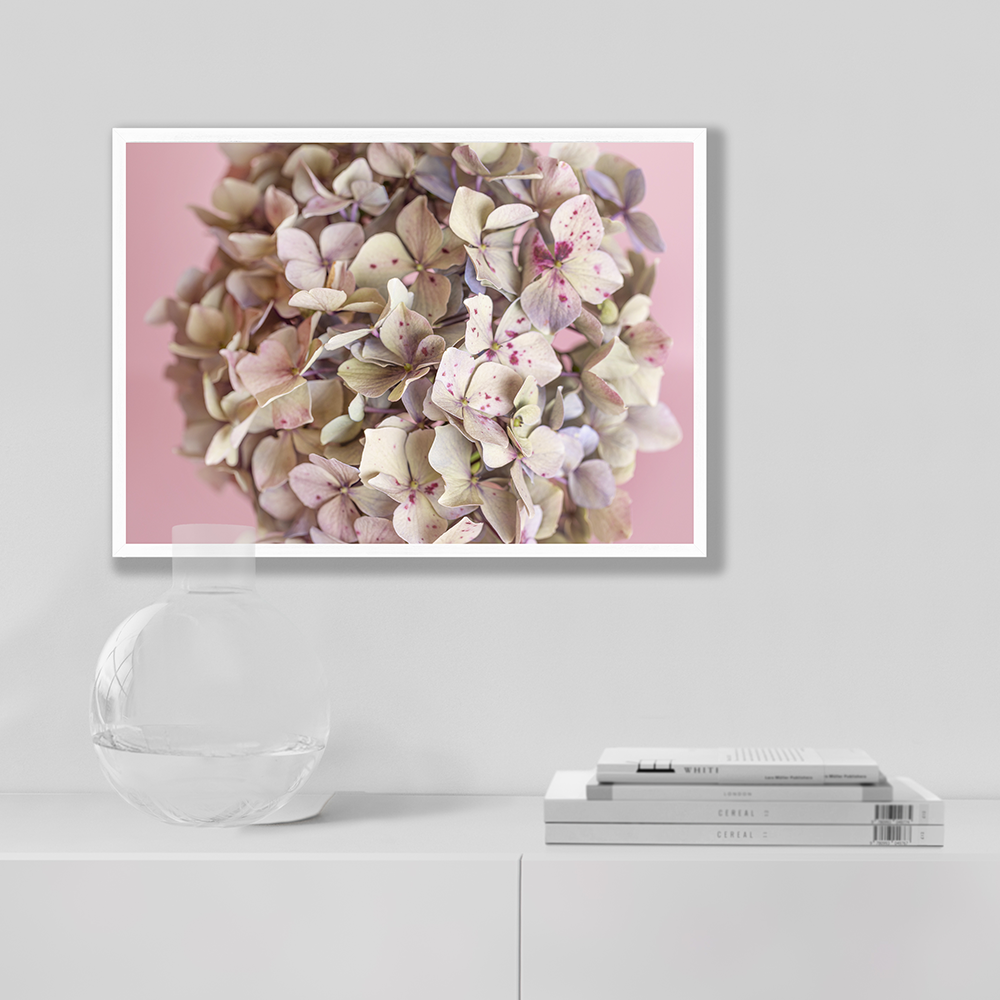 Estudio Hortensia