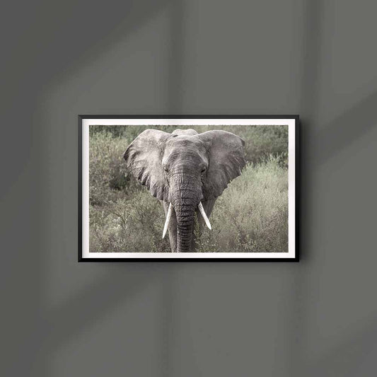Tembo II