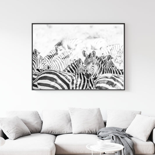 Manada Zebras