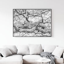 Cargar imagen en el visor de la galería, Leopardo
