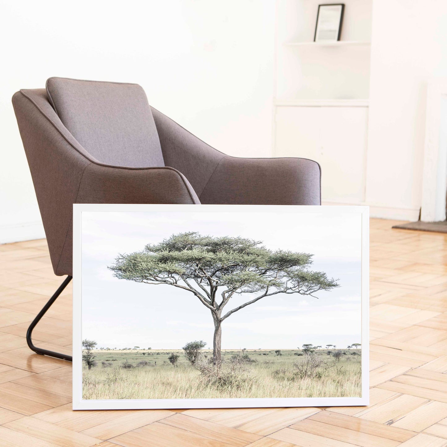Acacia