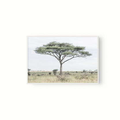 Acacia