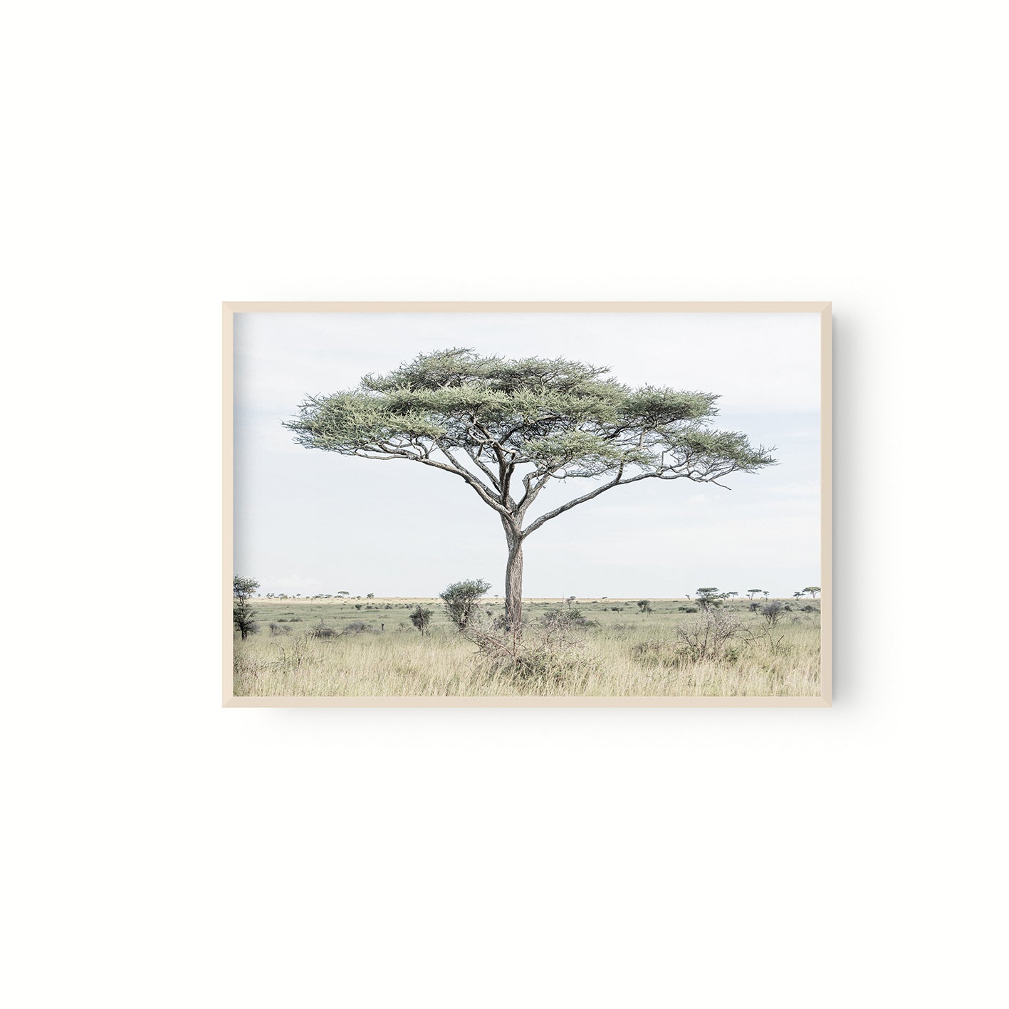 Acacia