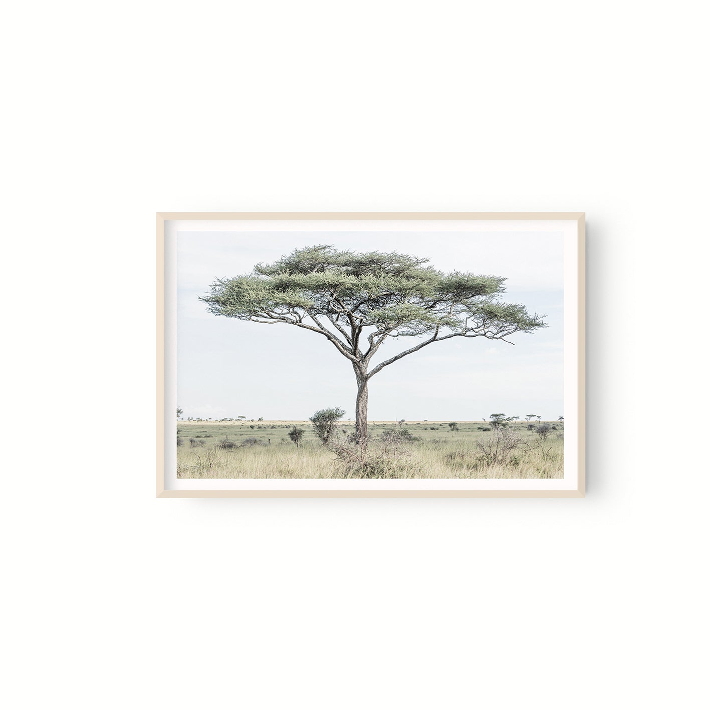 Acacia