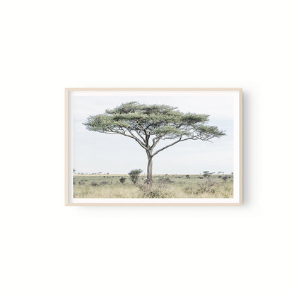 Acacia