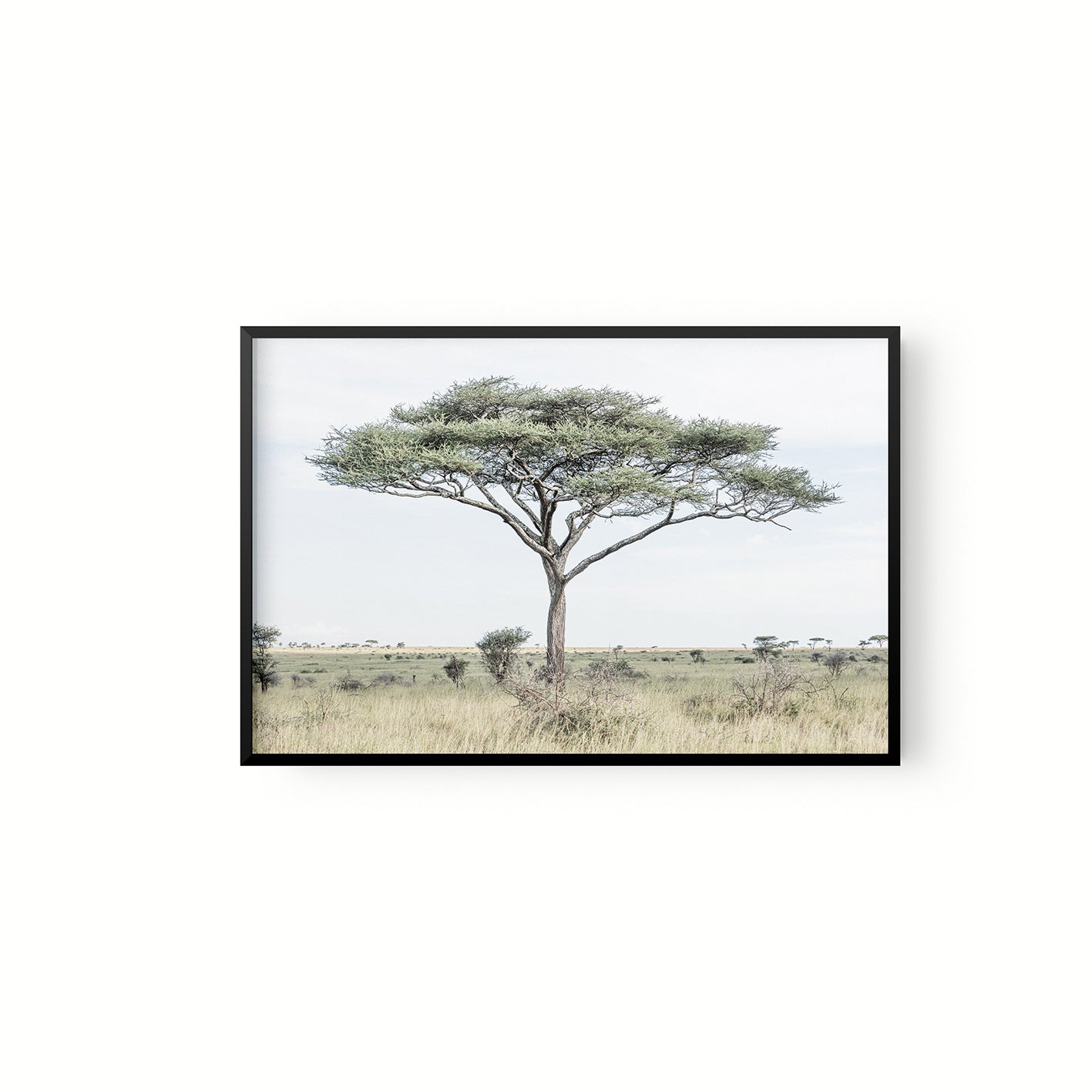 Acacia
