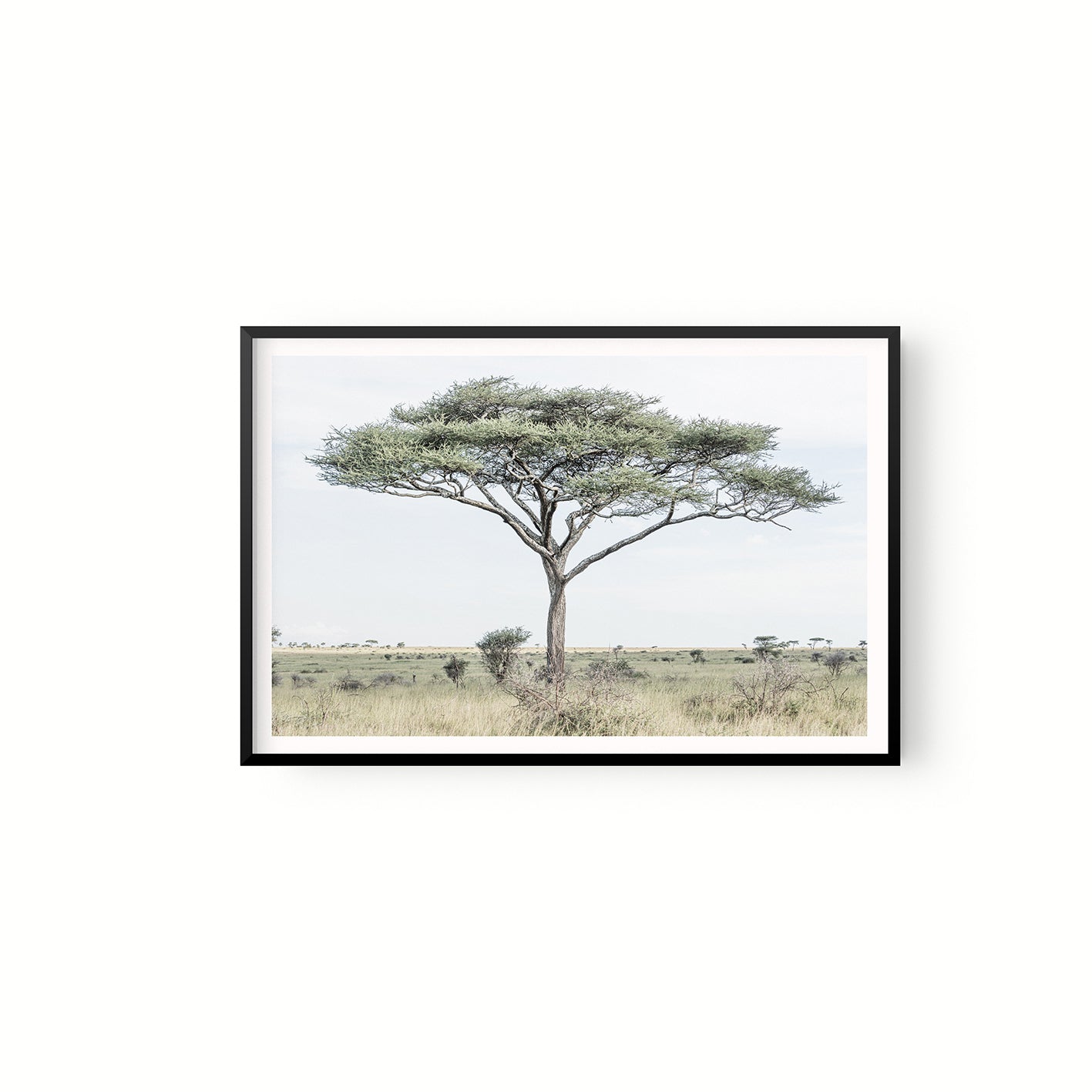 Acacia
