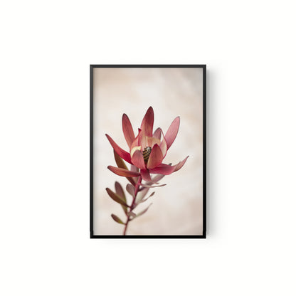 Botanica III