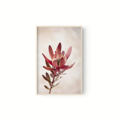 Botanica III