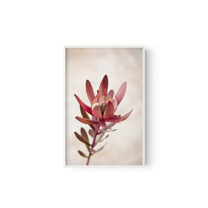 Botanica III