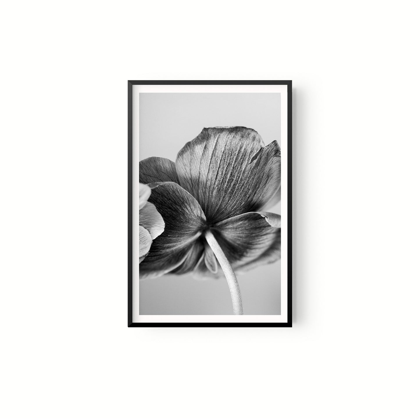 Botanica