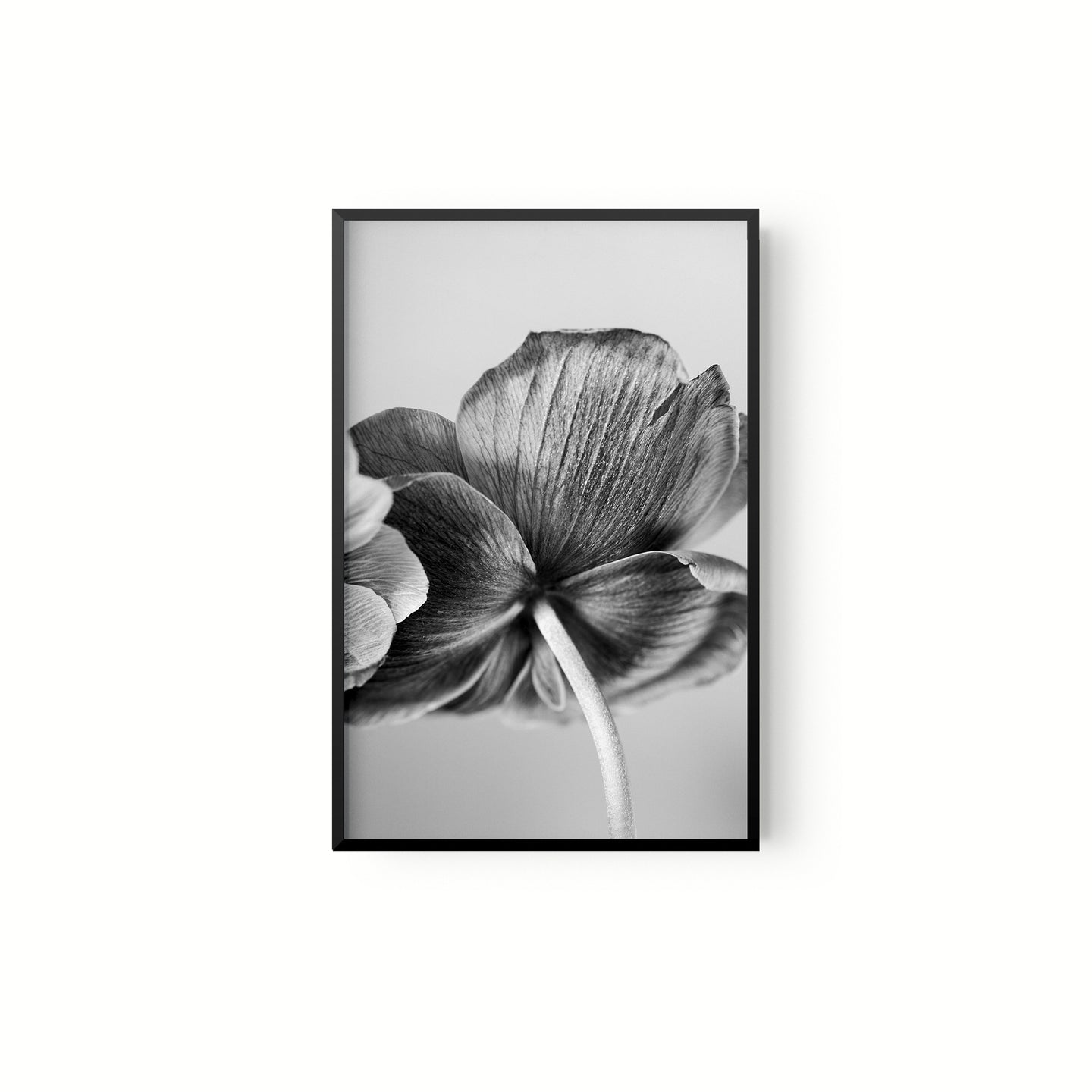 Botanica