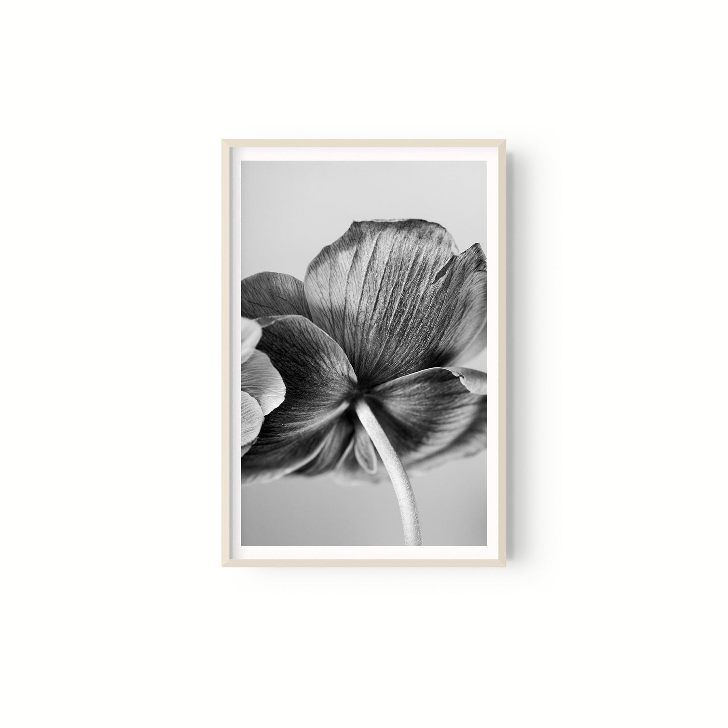 Botanica