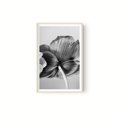 Botanica