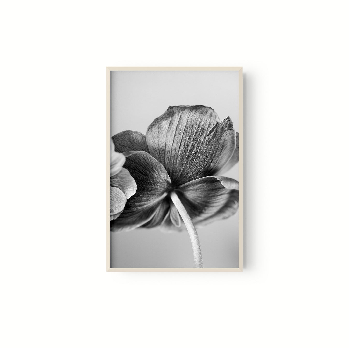 Botanica
