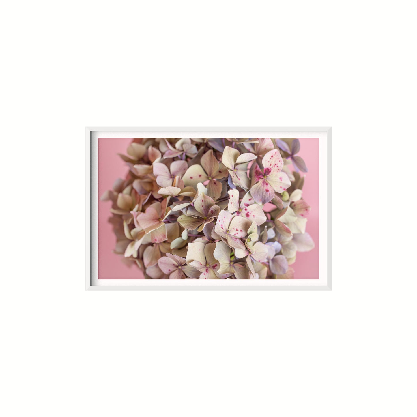 Estudio Hortensia
